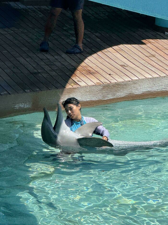 A trainer interacting with a dolphin in water, styled like an Accidental Renaissance painting.