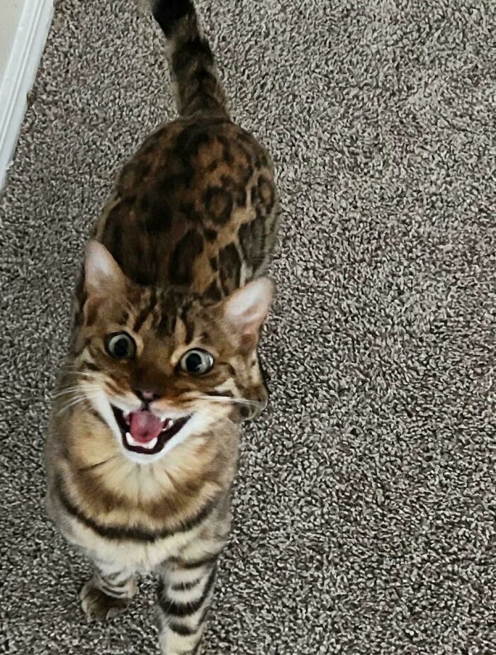 Spotted tabby cat with wide eyes meowing on carpet