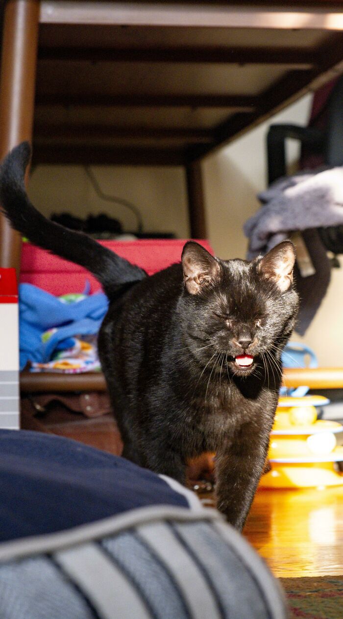 Black cat with eyes closed meowing under furniture indoors