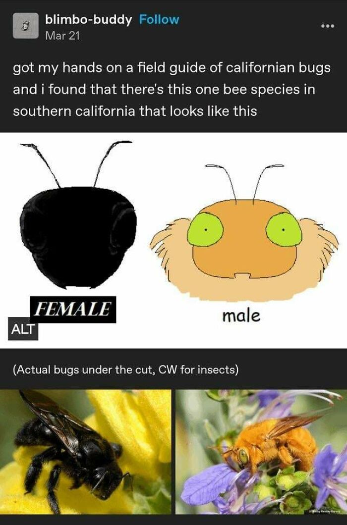Illustration and photos of California bee species, showcasing female and male differences by Tumblr artist.