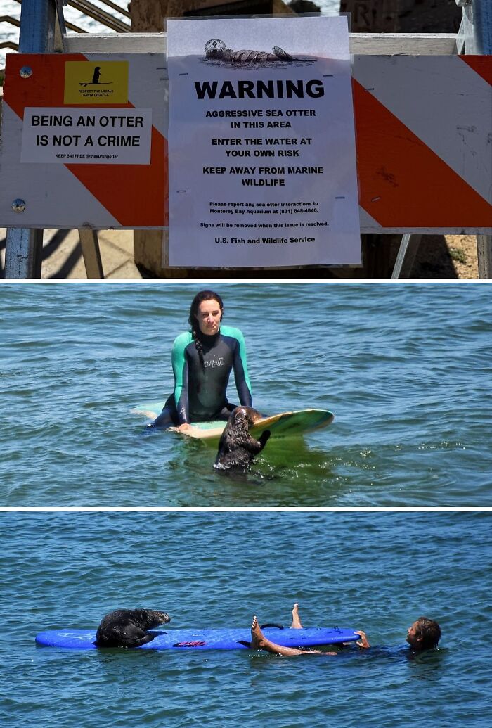 Warning sign about aggressive sea otters followed by images of people interacting with sea otters on surfboards in the US.