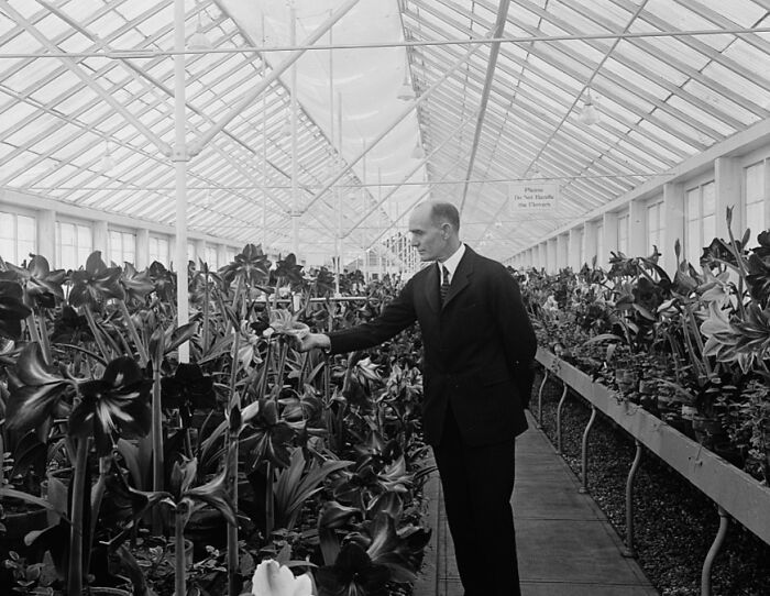 Man inspecting plants inside a large greenhouse, one of the rare and interesting photos from a time long past.