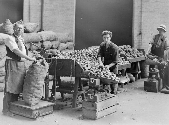 Three men sorting and weighing potatoes in a warehouse, a rare and interesting photo from a past era.