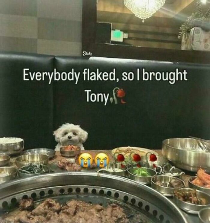 Small dog named Tony sitting at a restaurant table with food, featured in a funny and lighthearted safe-for-work meme