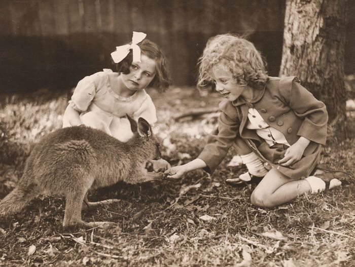 Two children feeding a kangaroo in a rare and interesting photo from a time we will never experience in real life.