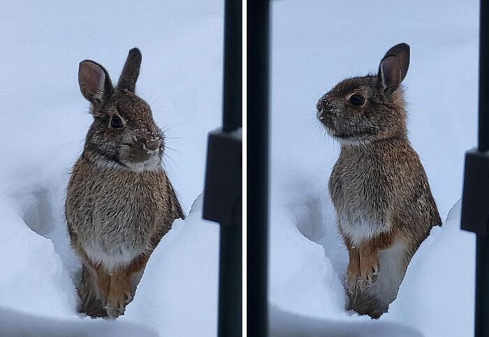 Wild and wholesome animal encounter with a brown rabbit standing in fresh snow near a window frame