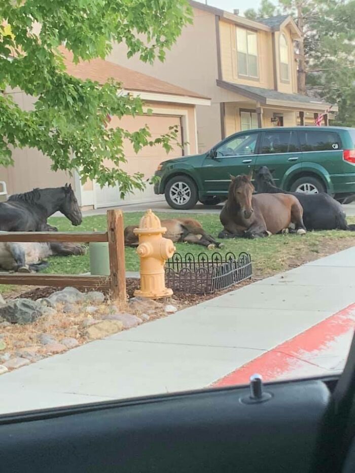 Horses resting on a suburban lawn near a fire hydrant and parked vehicle in a surprising wild animal encounter.