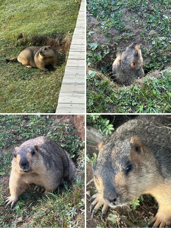 Close-up and wide shots of a wild marmot near its burrow, a wholesome animal encounter in a natural grassy setting.