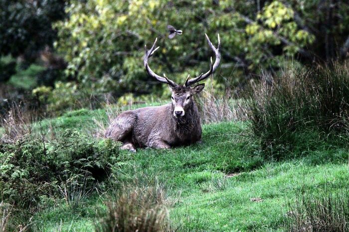 Wild animal encounter featuring a deer resting on green grass surrounded by trees and bushes in nature.
