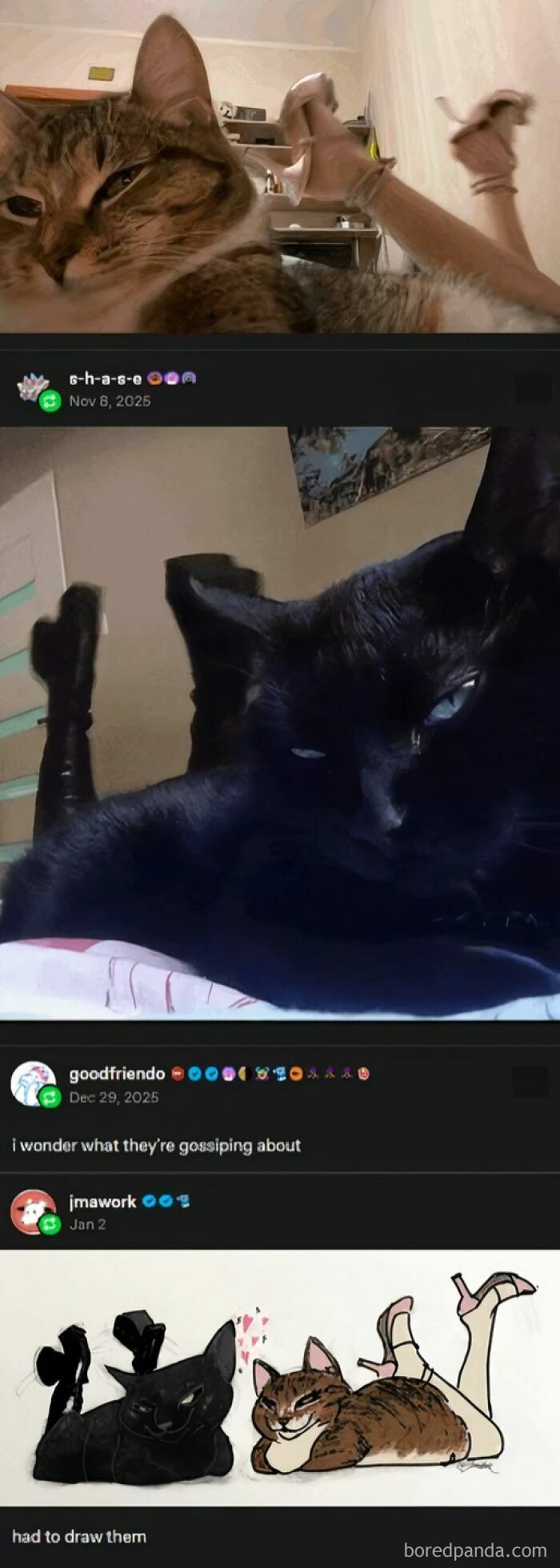 Photos of two cats lying with legs up, followed by an artist's drawing inspired by Tumblr artists.