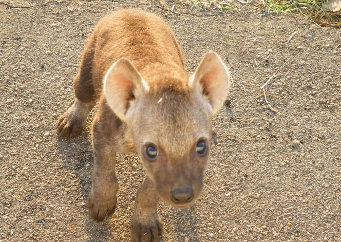 Young wild animal cub on dirt path in a surprising and wholesome animal encounter in nature outdoors.