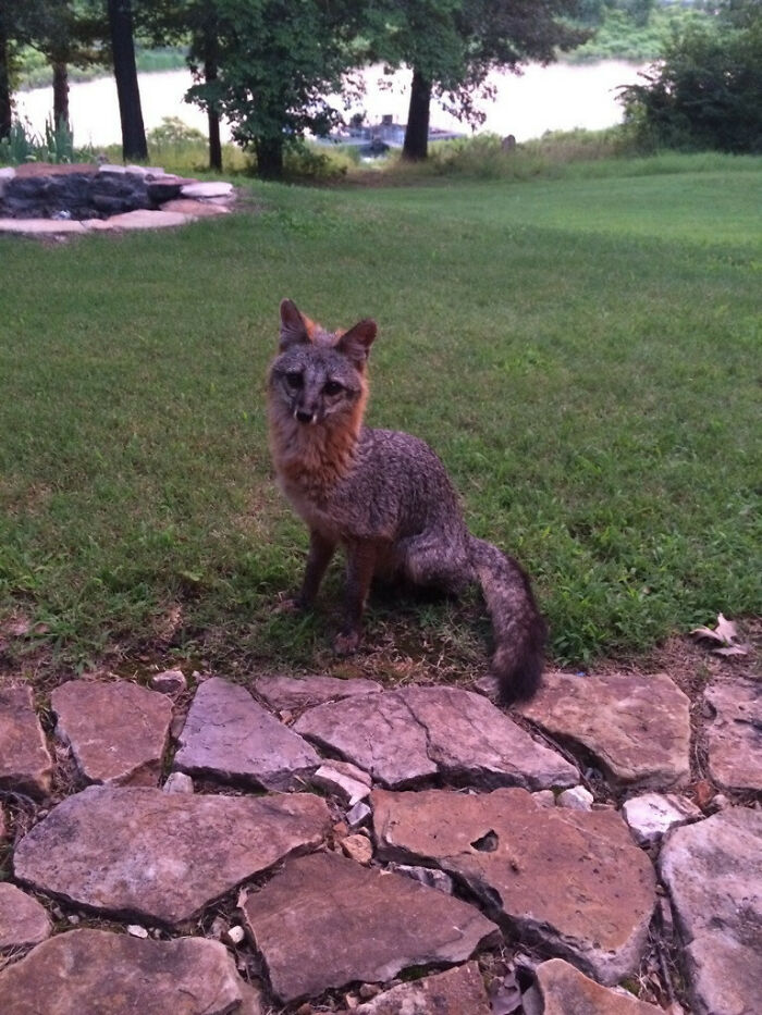 Fox sitting near stone path on grass with trees and water in background in a wild and wholesome animal encounter.