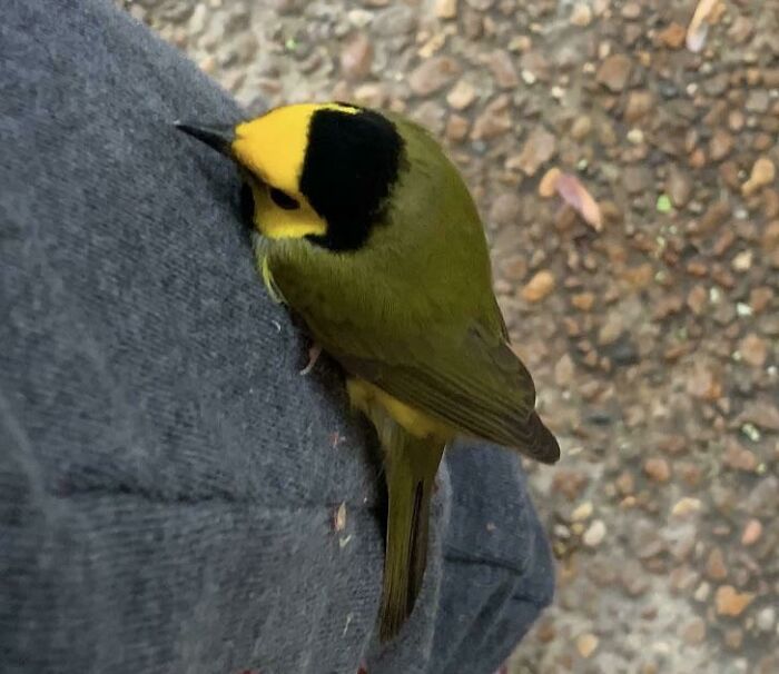 Small wild bird with yellow and black head perched on a person's clothing in a surprising animal encounter outdoors