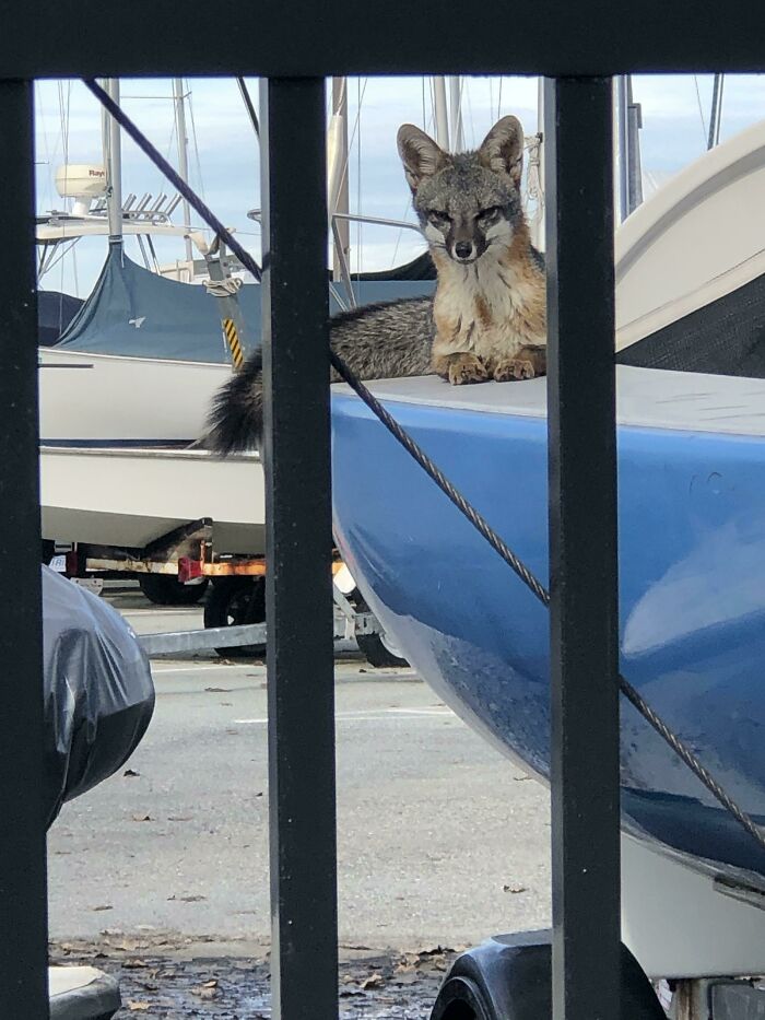 Fox resting on a boat in a marina, a surprising wild and wholesome animal encounter by the water.