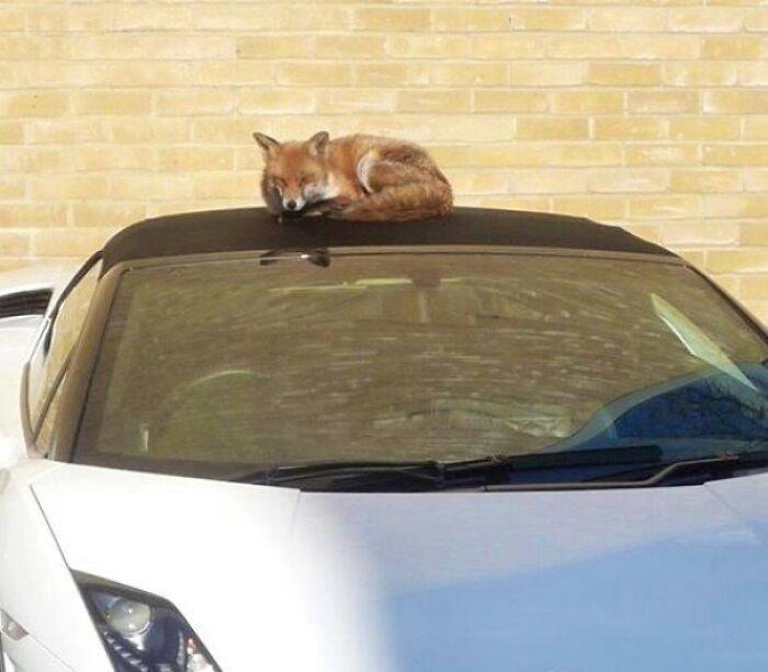 Fox resting on the roof of a white convertible car in an unexpected wild and wholesome animal encounter.