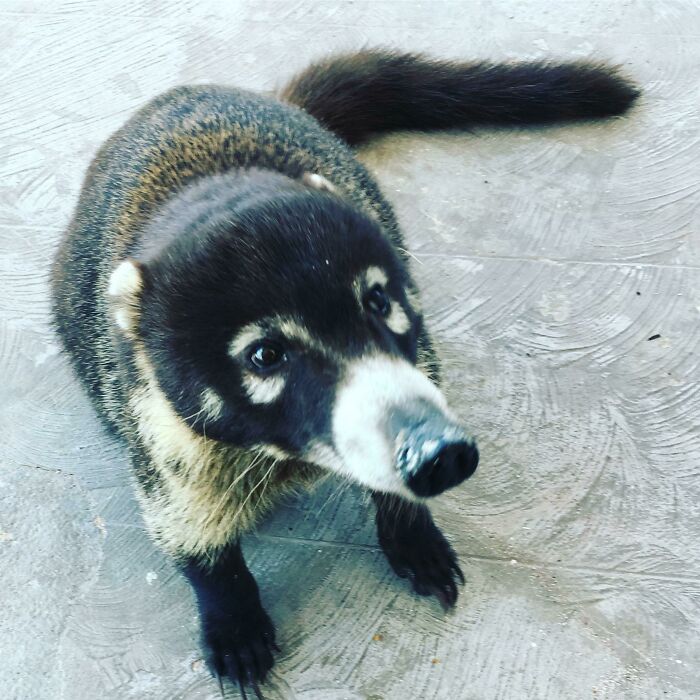 Curious coati on a concrete surface in a wild animal encounter surprising people up close.