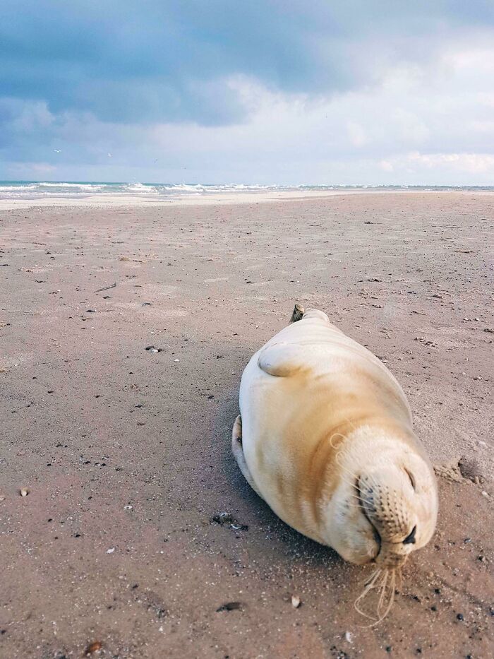 A seal resting peacefully on the sandy beach in a wild and wholesome animal encounter by the shore.