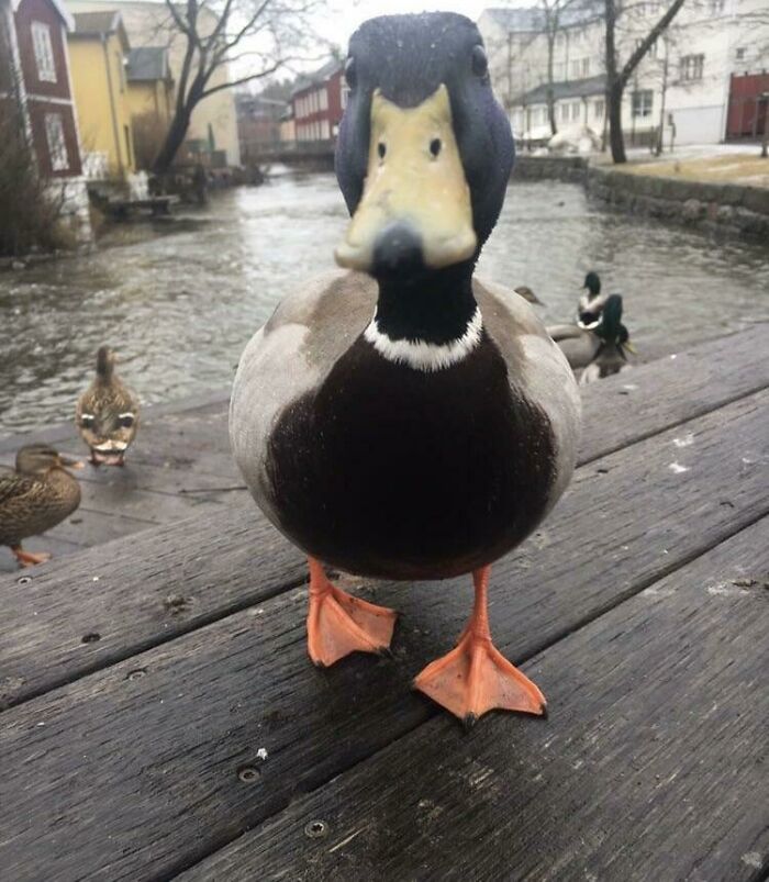 Close-up of a curious duck on a wooden dock near water, showcasing a wild and wholesome animal encounter.