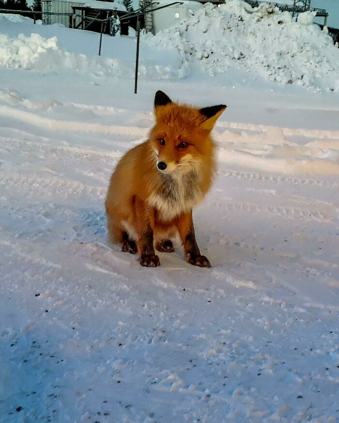 Red fox sitting on snow-covered ground showcasing a wild and wholesome animal encounter in a winter setting.