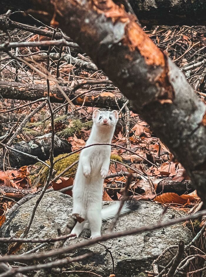 A wild weasel standing among branches and rocks in a forest during a surprising animal encounter.