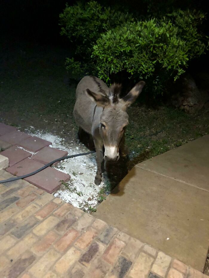 Donkey standing near a patio at night, one of the wild and wholesome animal encounters that surprised people.