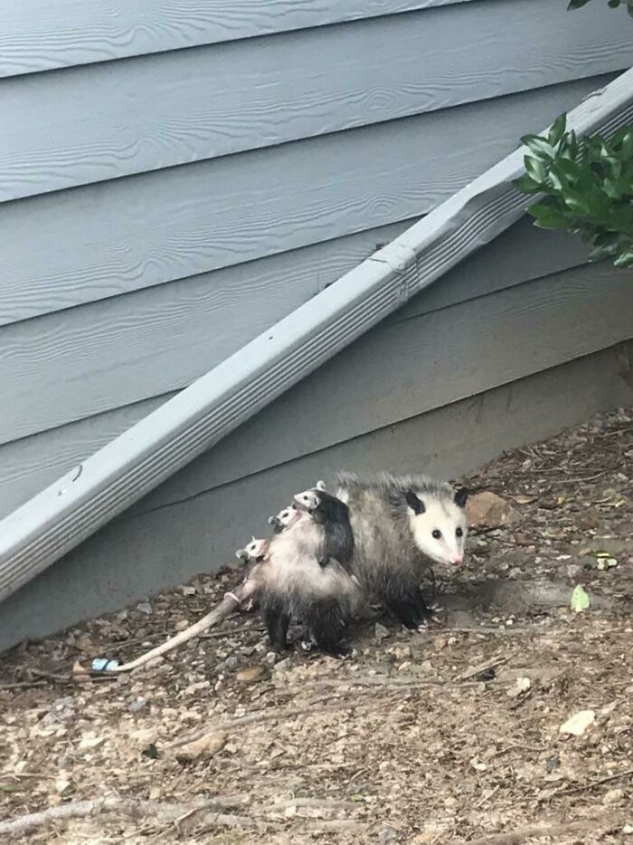Opossum with babies clinging to its back near a house, showcasing wild and wholesome animal encounters outdoors.