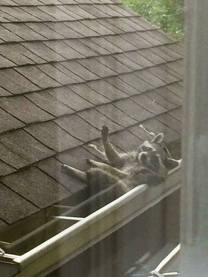 Raccoon relaxing in a roof gutter, a wild and wholesome animal encounter that surprised people.
