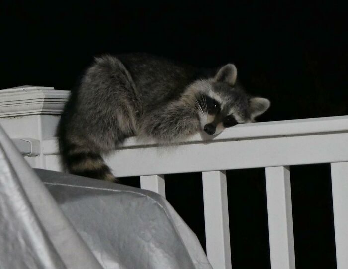 Raccoon resting on a white railing at night, capturing a wild and wholesome animal encounter that surprised people.