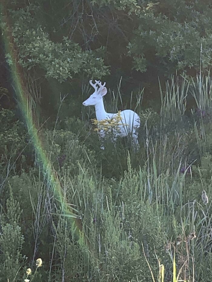 White deer standing in tall grass with a rainbow nearby, a wild and wholesome animal encounter in nature.