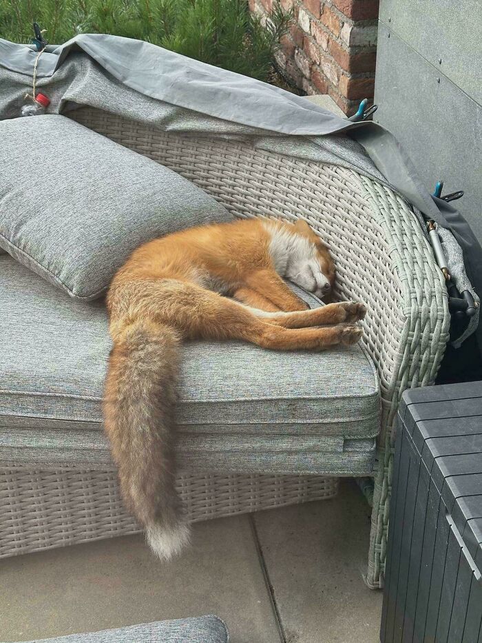 Fox sleeping comfortably on a grey outdoor couch cushion during a wild and wholesome animal encounter.