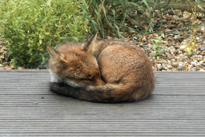 A wild fox curled up and sleeping on a wooden deck during a wholesome animal encounter in nature.