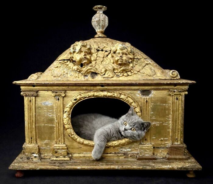 Grey cat lounging inside an ornate 18th-century gilded wooden cat house, among unique historical finds