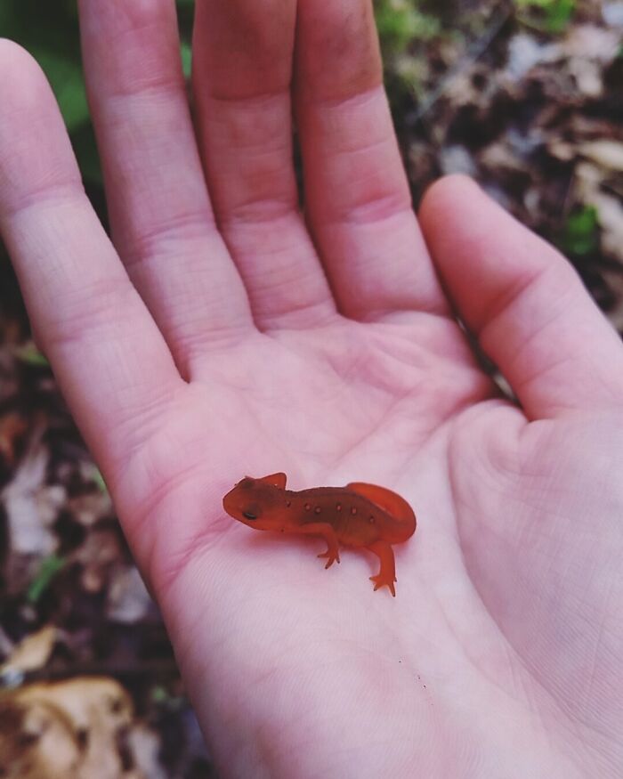 A small red salamander resting in an open hand during a wild and wholesome animal encounter in nature.