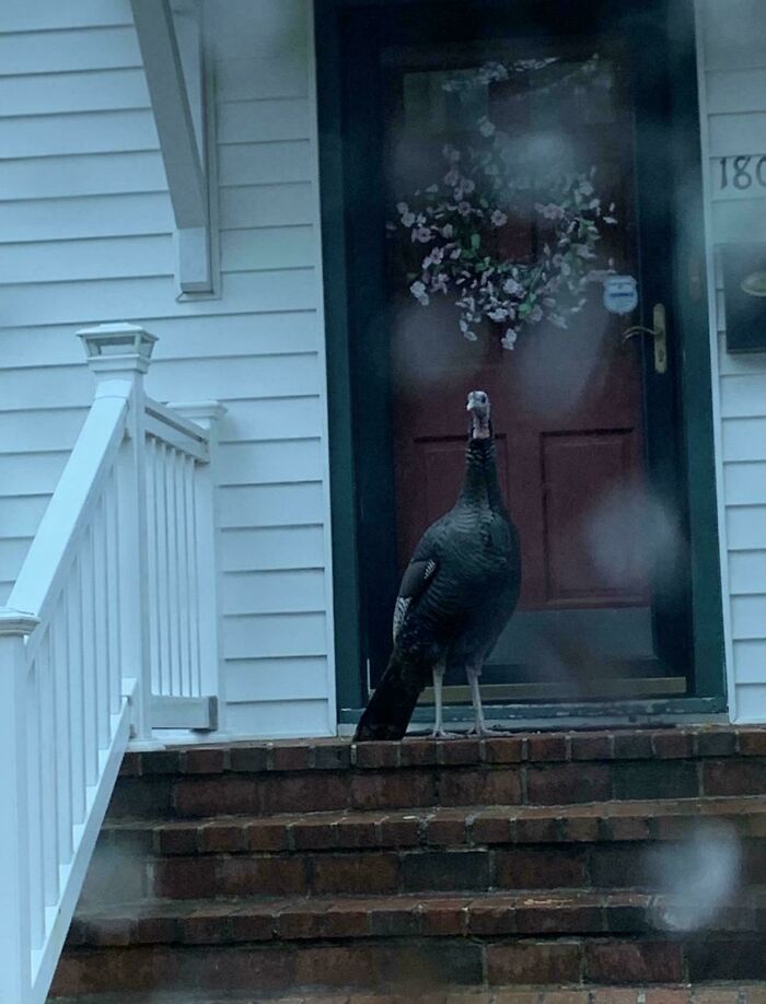 Wild turkey standing on house porch steps looking mean like angry birds in the neighborhood.