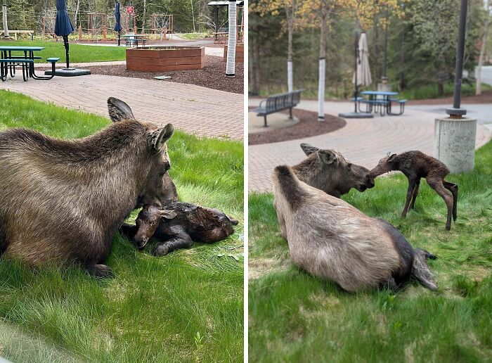 Moose mother and newborn calf resting on grass in a park, showcasing wild and wholesome animal encounters.