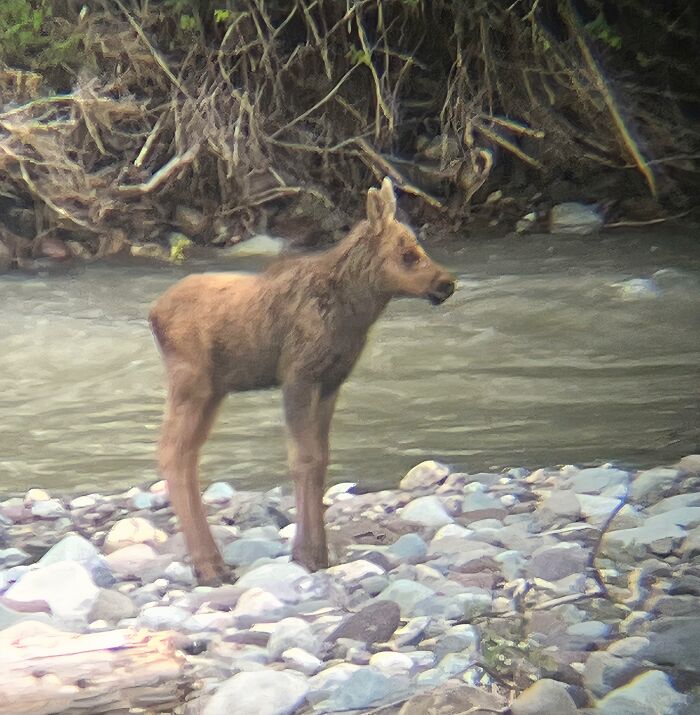 Young moose calf standing on rocky shore by river during a wild and wholesome animal encounter in nature.