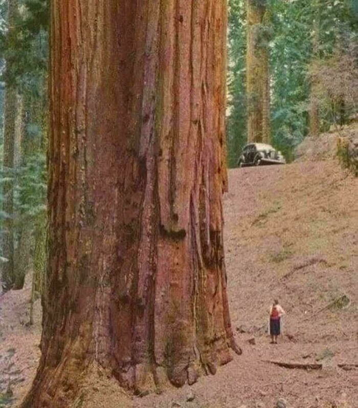A person stands at the base of a massive redwood tree, a stunning image among historical photos.