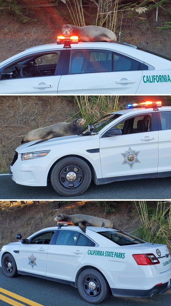 Sea lion resting on California State Parks car in a surprising and wild animal encounter along the roadside.