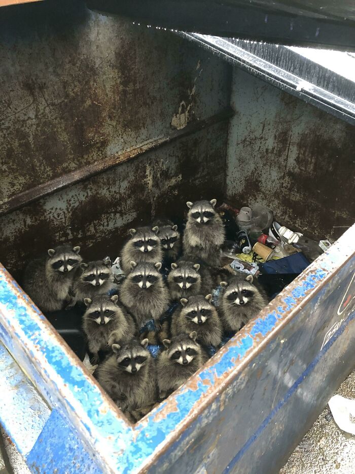 A group of raccoons inside a rusty dumpster surrounded by trash, a surprising wild animal encounter in an urban setting.