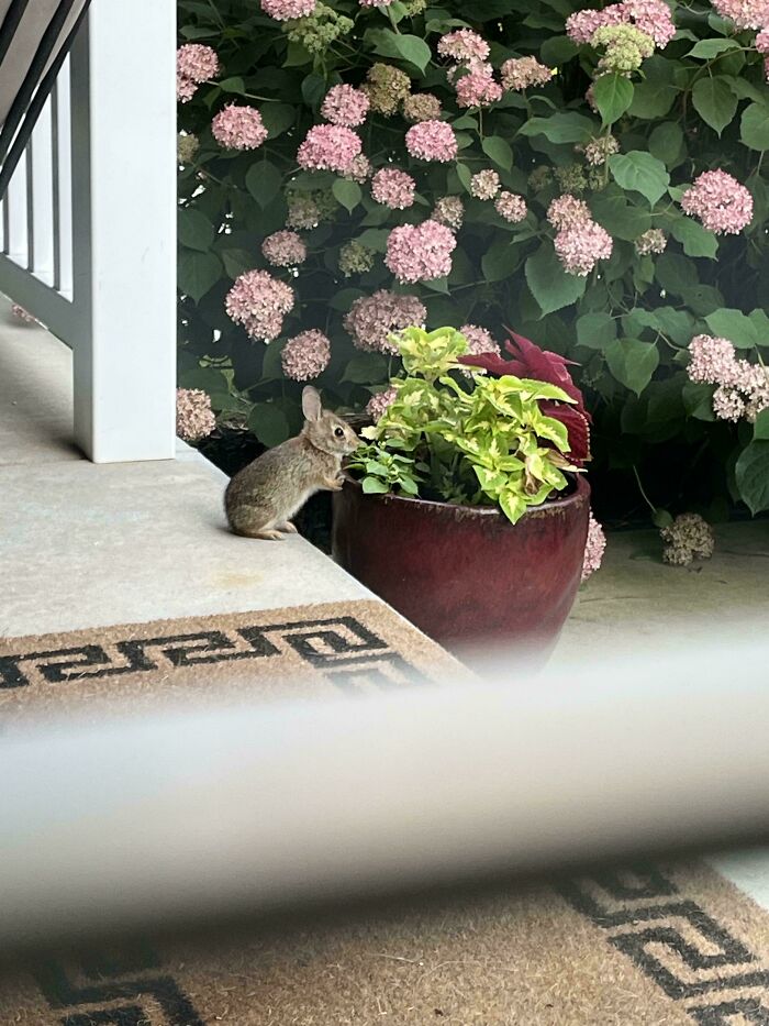 Small wild rabbit nibbling on plants near a pot with flowers, showcasing a wholesome animal encounter on a porch.
