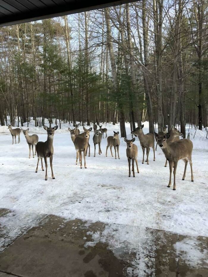 A group of deer standing on snow near a forest edge during a wild and wholesome animal encounter.
