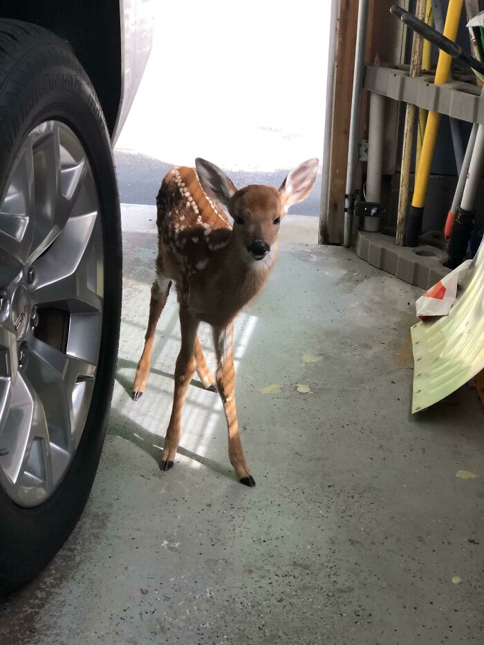 A young spotted deer standing inside a garage near a car tire, showcasing a wild and wholesome animal encounter.