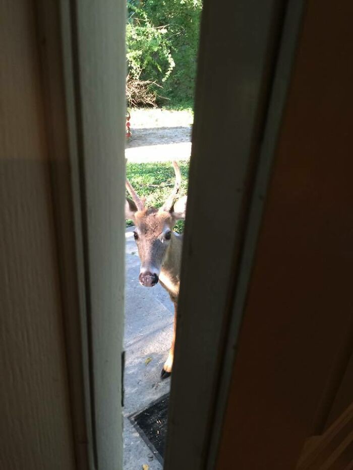 Young deer peeking through partially opened door in a wild and wholesome animal encounter surprising the homeowner.
