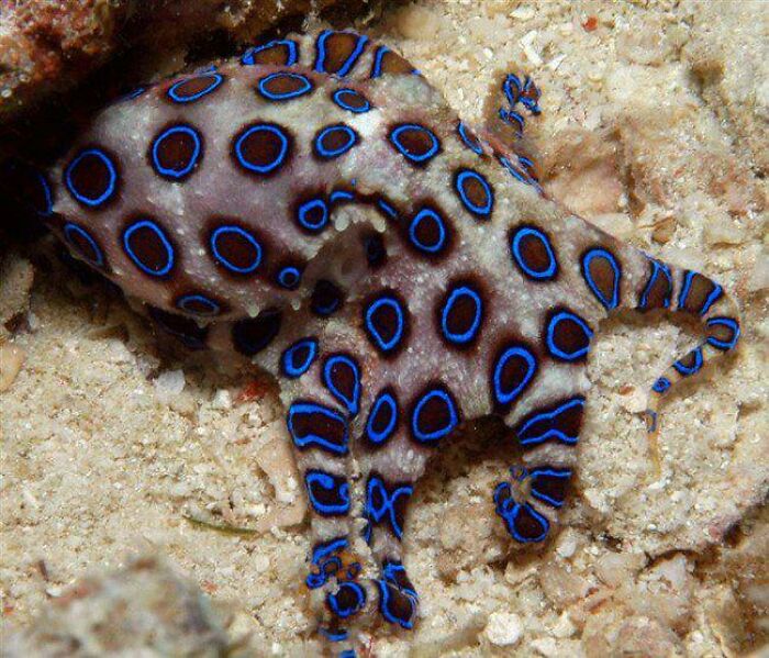 The Blue Ringed Octopus