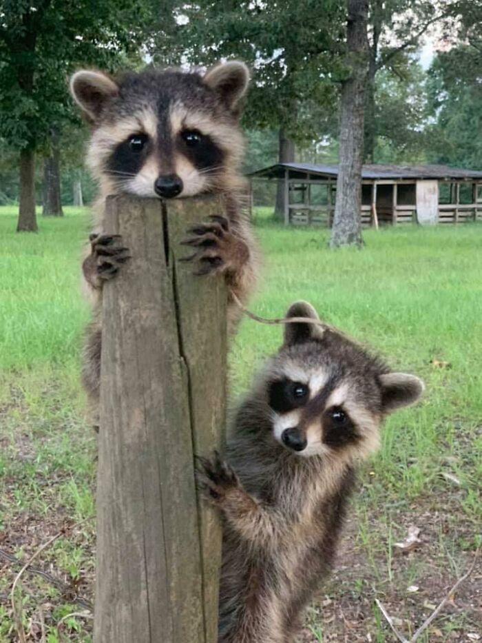 Two young raccoons curiously peeking and clinging onto a wooden post in a grassy outdoor animal encounter setting.