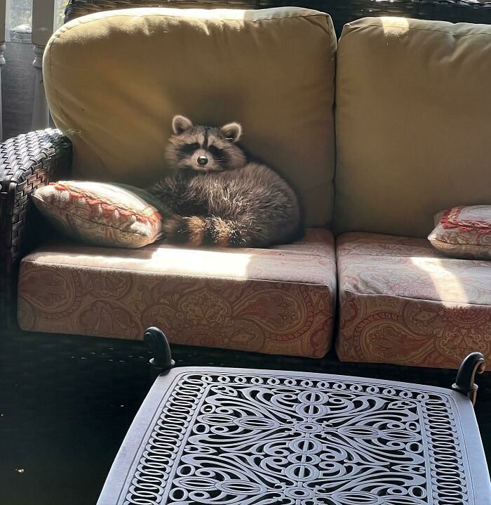 Raccoon resting on a couch in a sunlit room, showcasing a wild and wholesome animal encounter at home.
