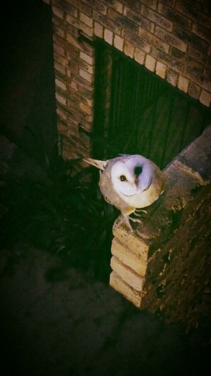 Barn owl perched on a brick wall in a nighttime wild and wholesome animal encounter that surprised people.