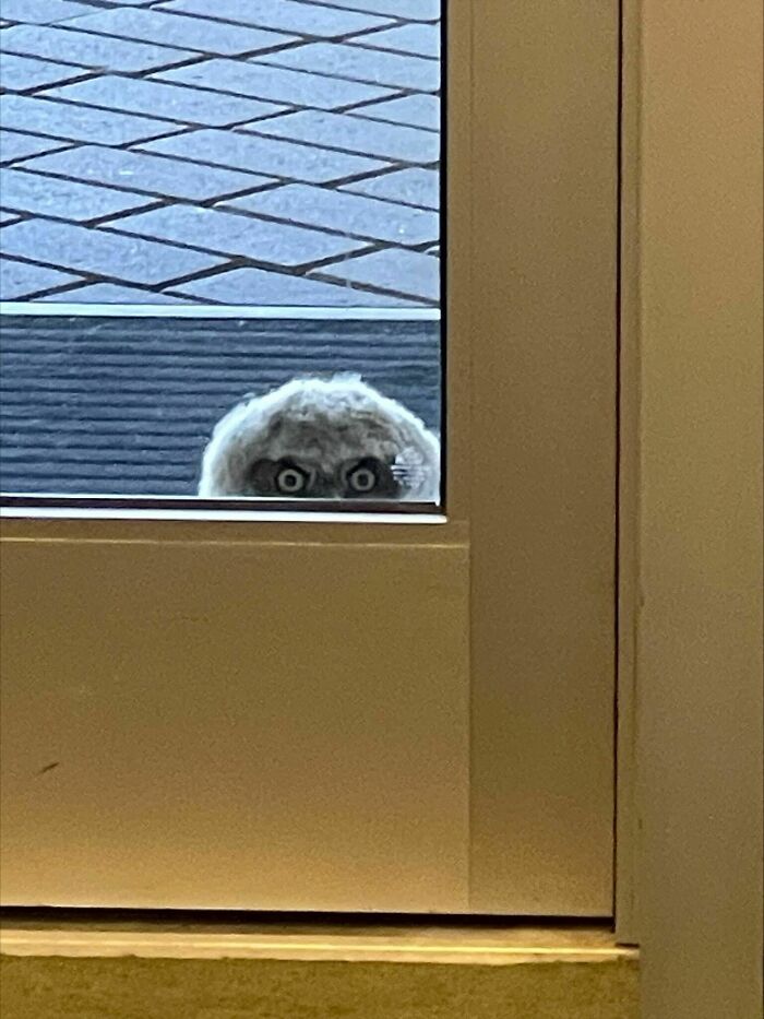 Curious owl peeking through a glass door, one of the wild and wholesome animal encounters that surprised people.