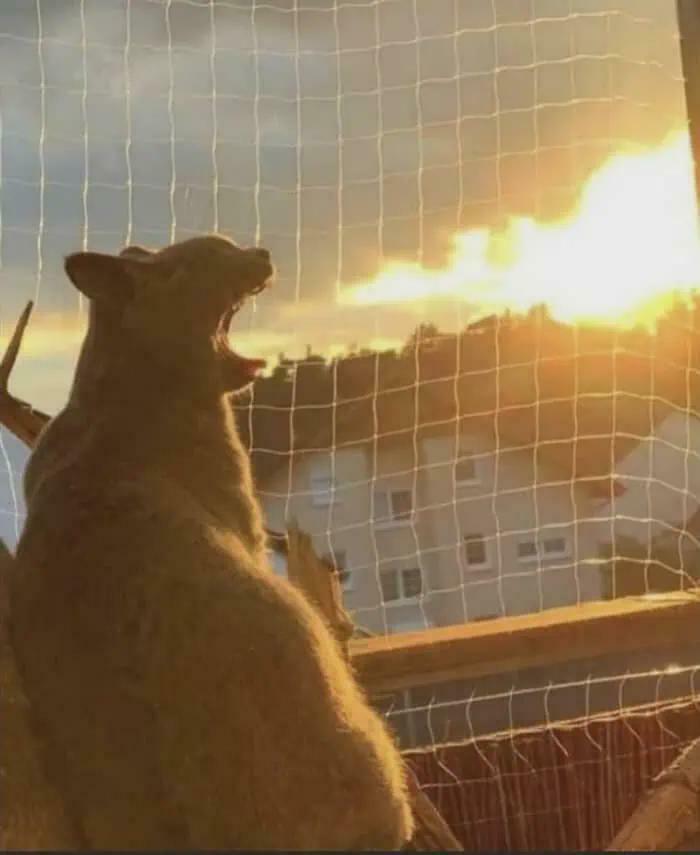 A photo of a dog appearing to breathe fire due to a sunset, a misleading and confusing photo resembling a real-life glitch.