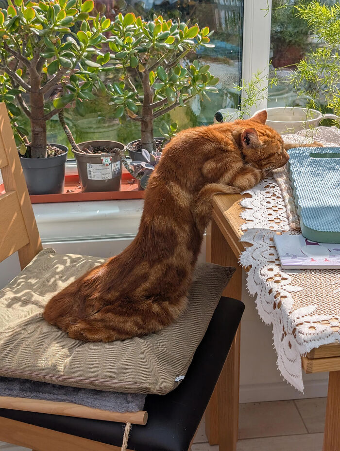 Cat with elongated body leaning on table, creating a misleading and confusing photo that looks like a glitch in real life.